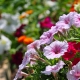 pretty-flowers